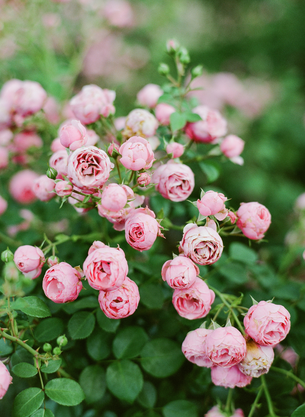 roses at the Biltmore Estate in Asheville, North Carolina
