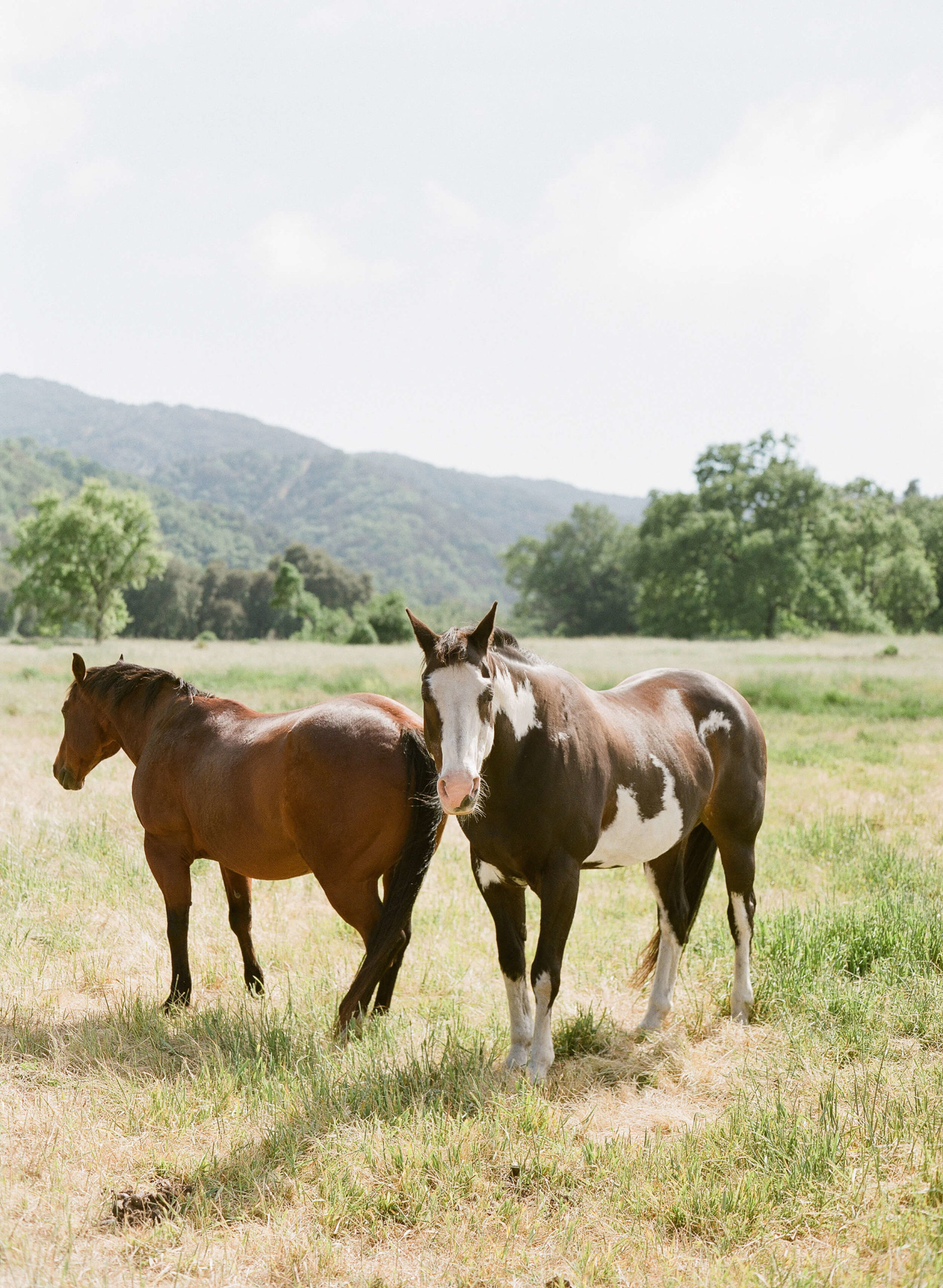 horses at santa lucia preserve
