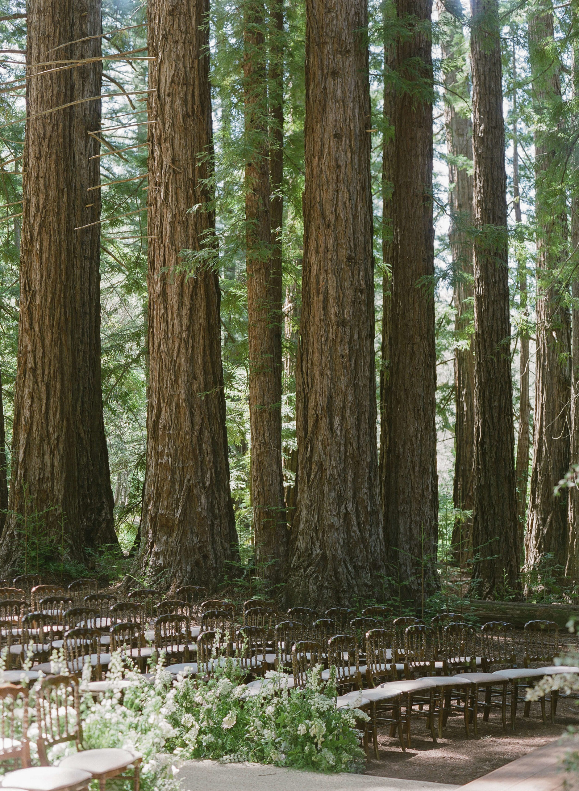 redwood groves santa lucia preserve