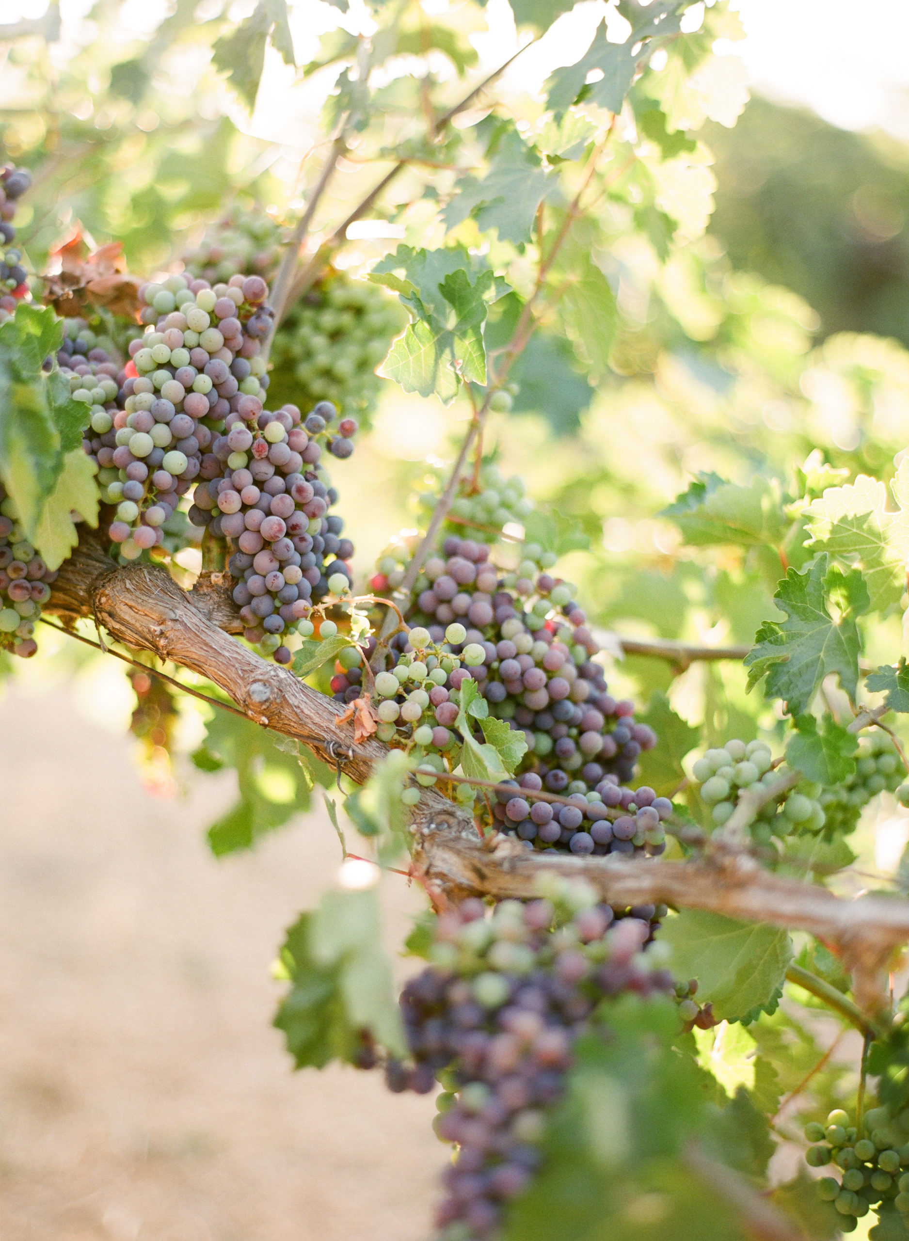 Napa Valley wine grapes