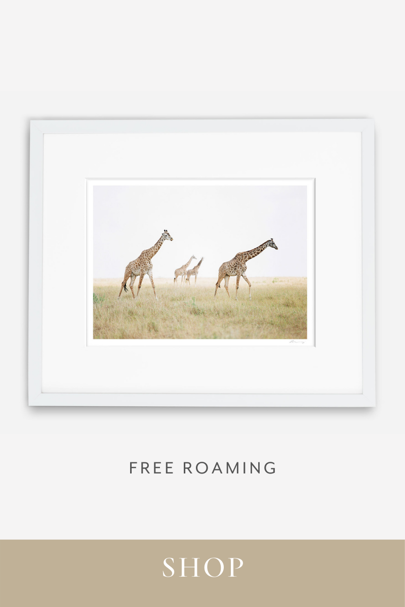 Shop fine art photography holiday gifts for the philanthropist and animal lover in your life.