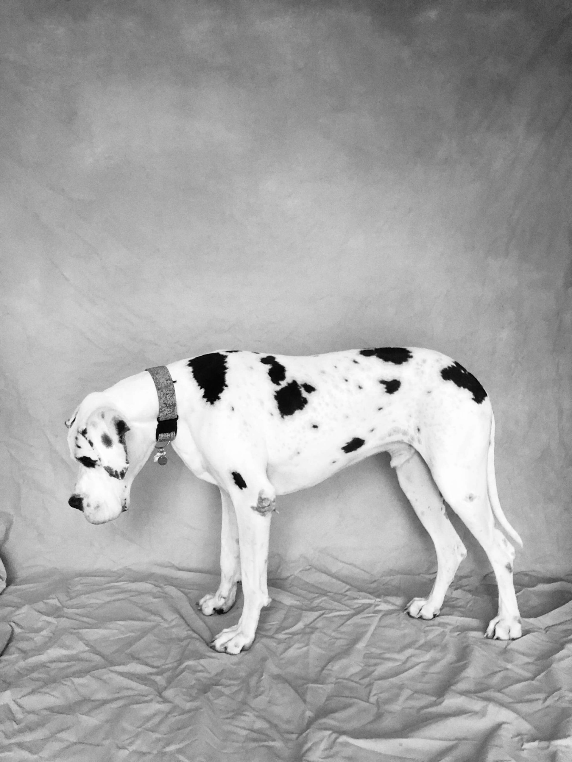great dane foster dog portrait