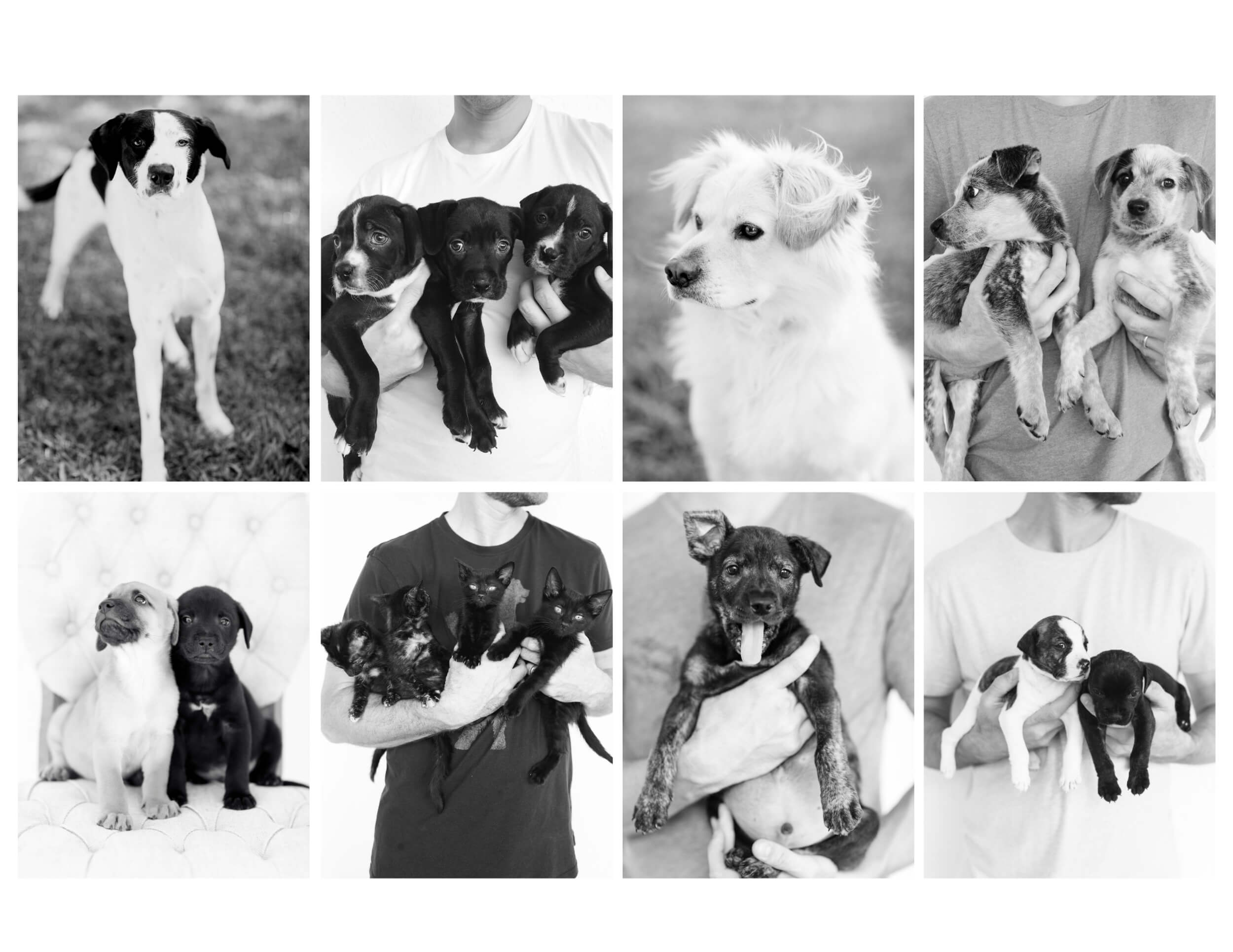 foster dogs and puppies in black and white portraits by KT Merry