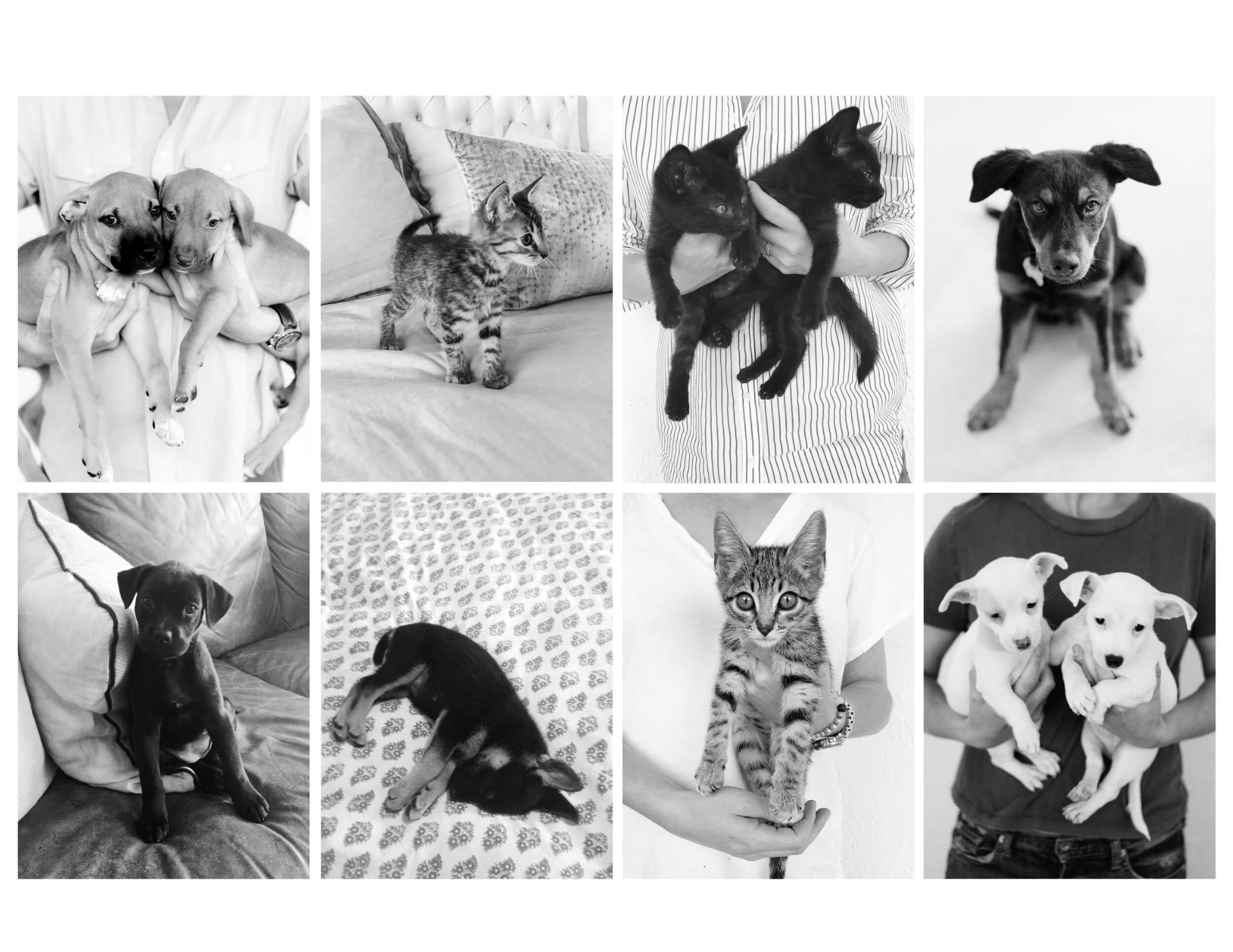 foster puppies and kittens in black and white portraits by KT Merry