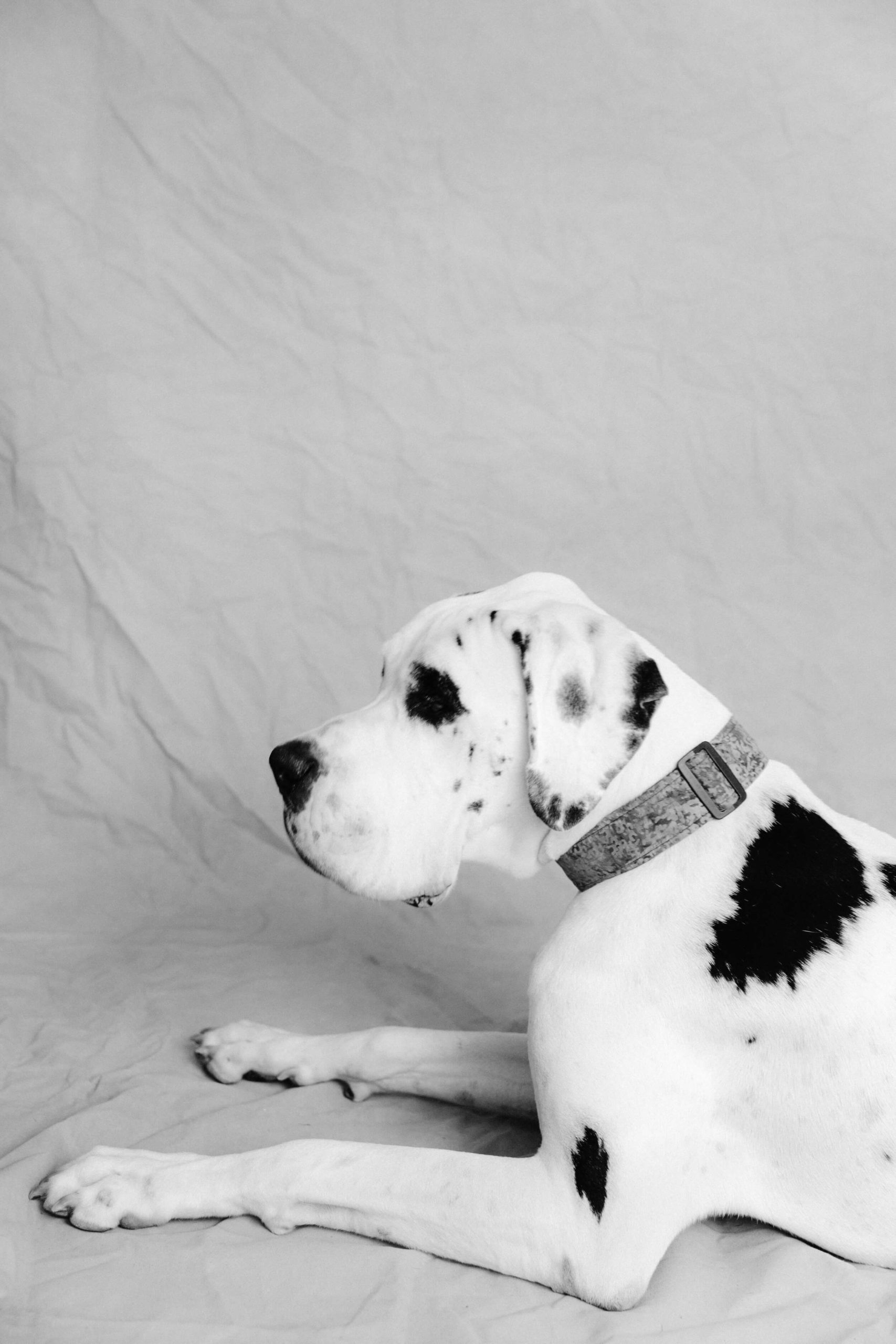 great dane foster dog black and white portrait