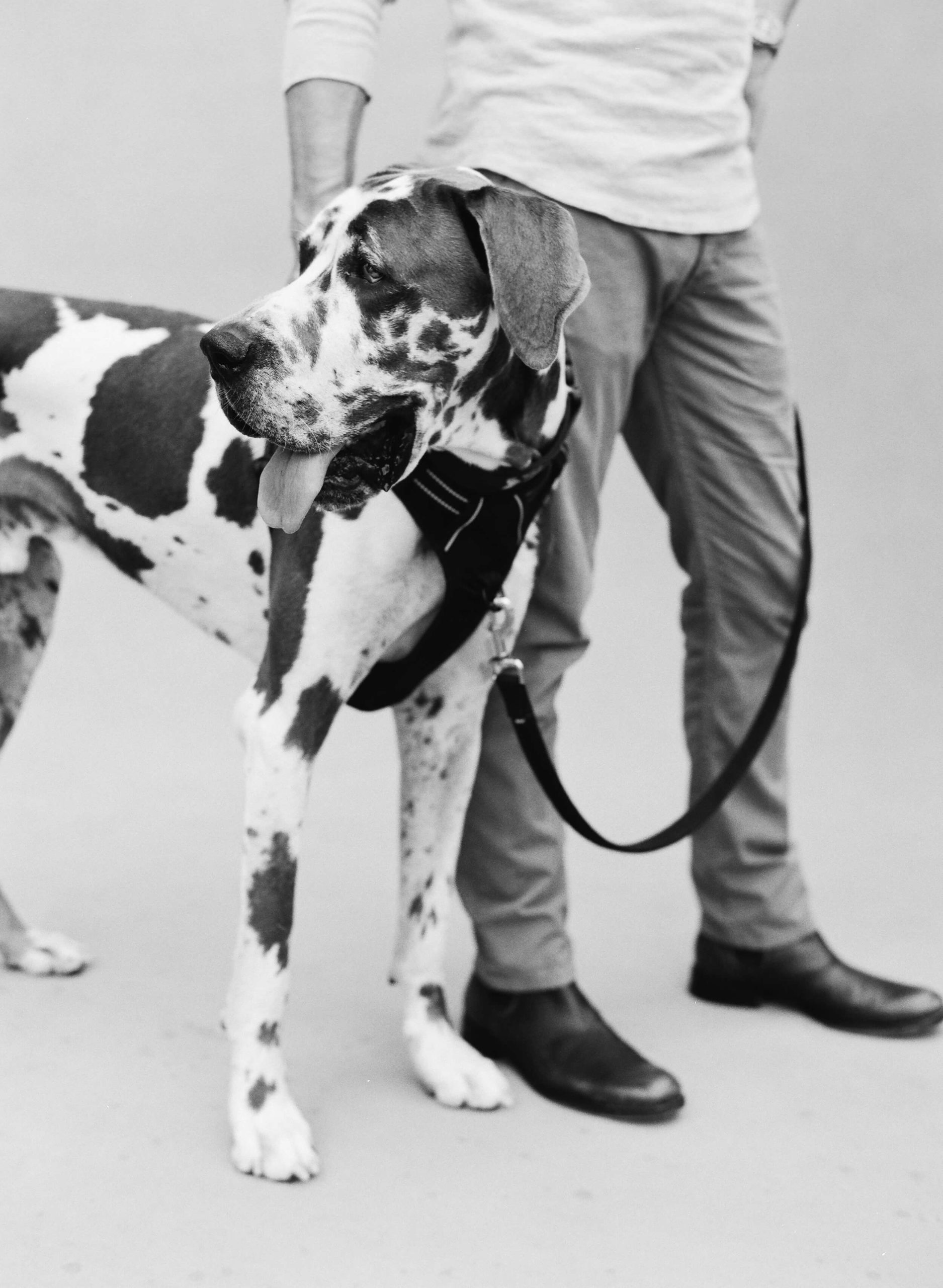 KT Merry shares why fostering animals, like this Great Dane, is such a big part of her life and how you can make time to give back to the causes that matter to you.