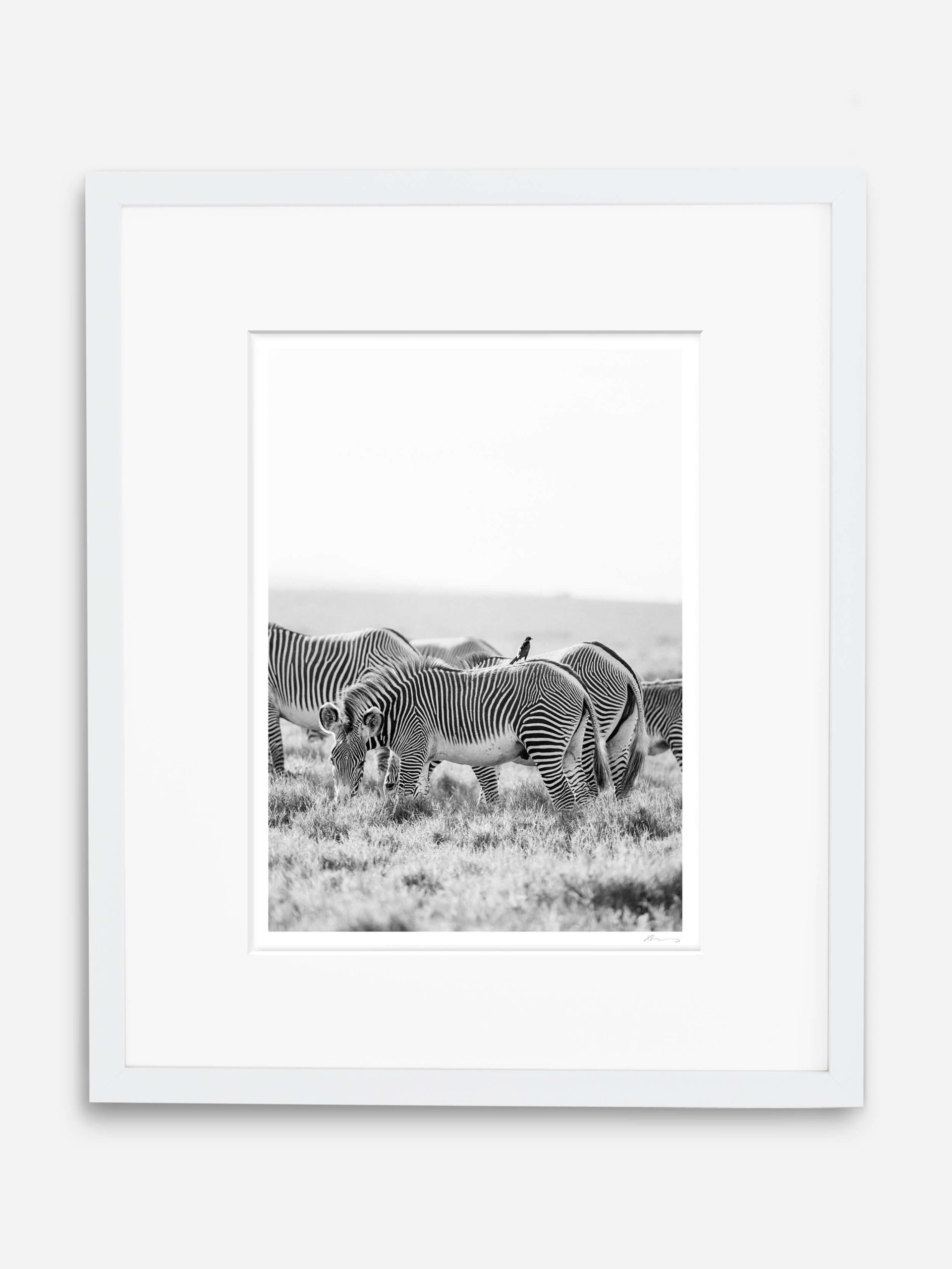 Framed photography of Grévy's zebra at Lewa Wildlife Conservancy does business for good