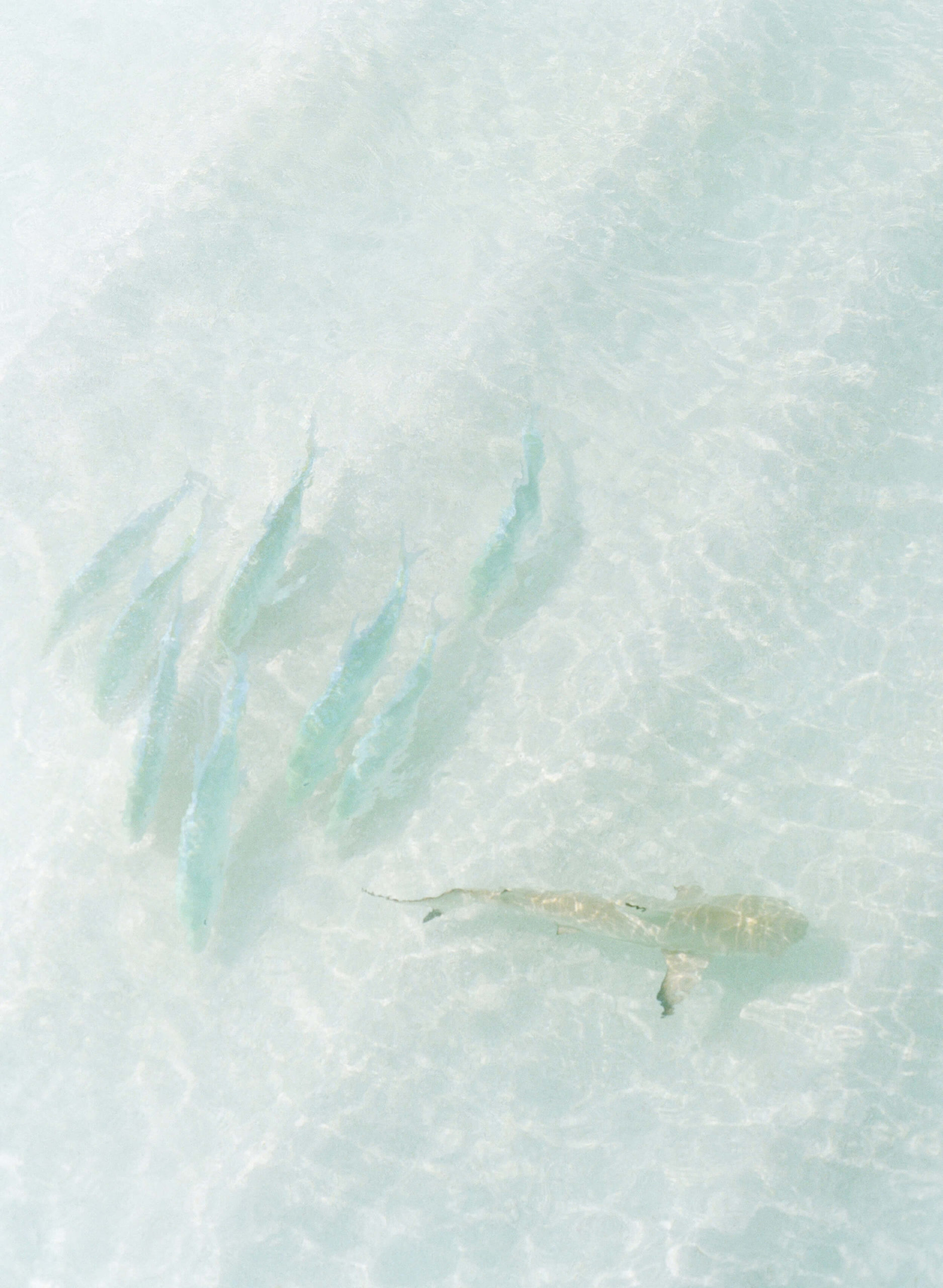 fish in Maldives