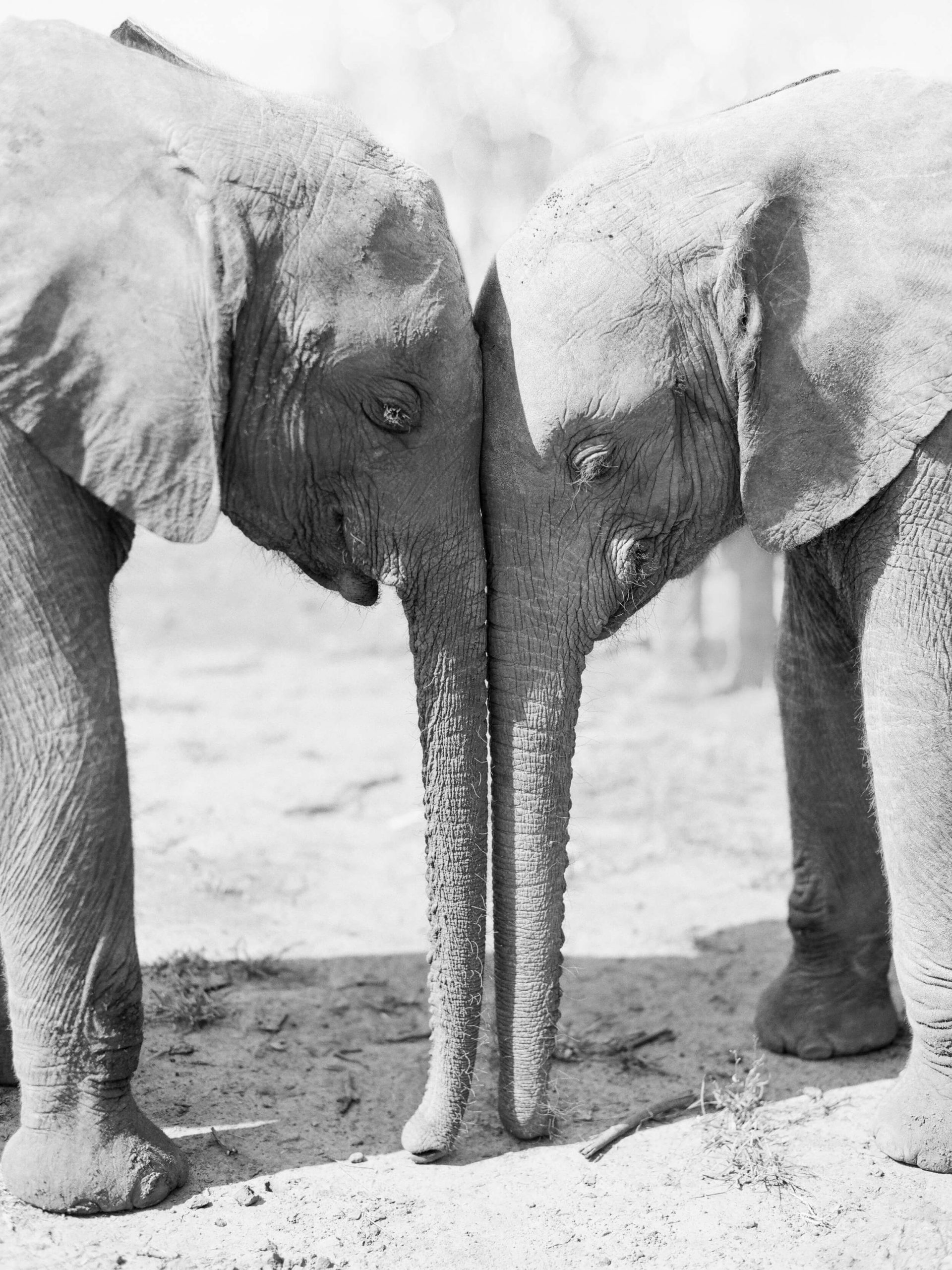 Sheldrick Wildlife Trust orphan elephants
