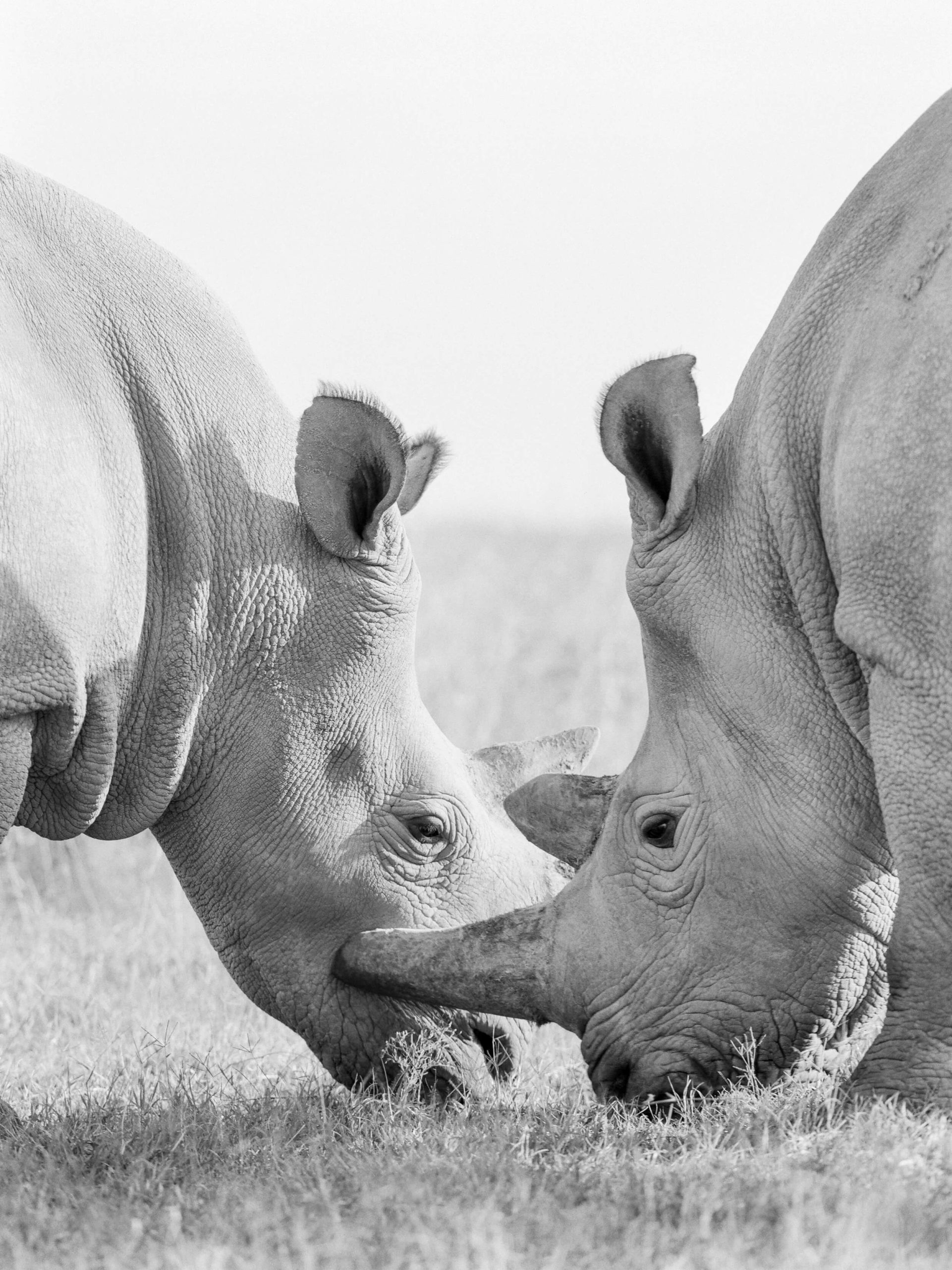 Ol Pejeta Conservancy rhinos Najin and Fatu