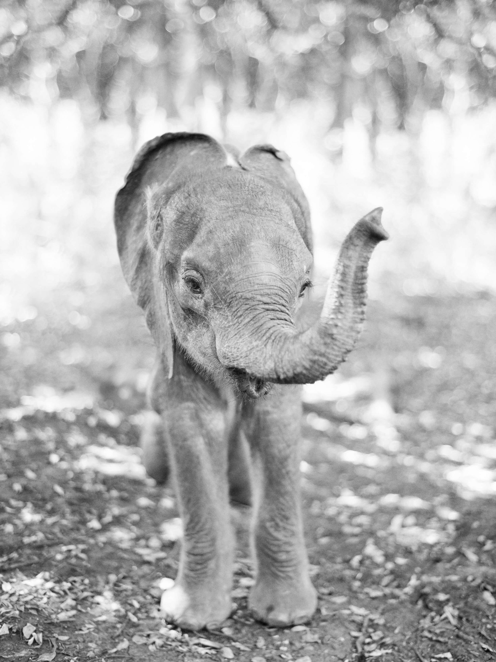 baby African savanna elephant
