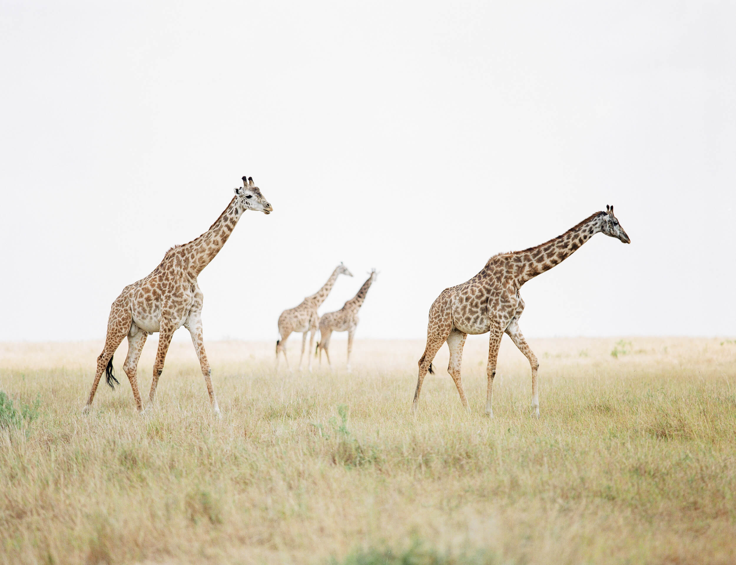 endangered giraffes