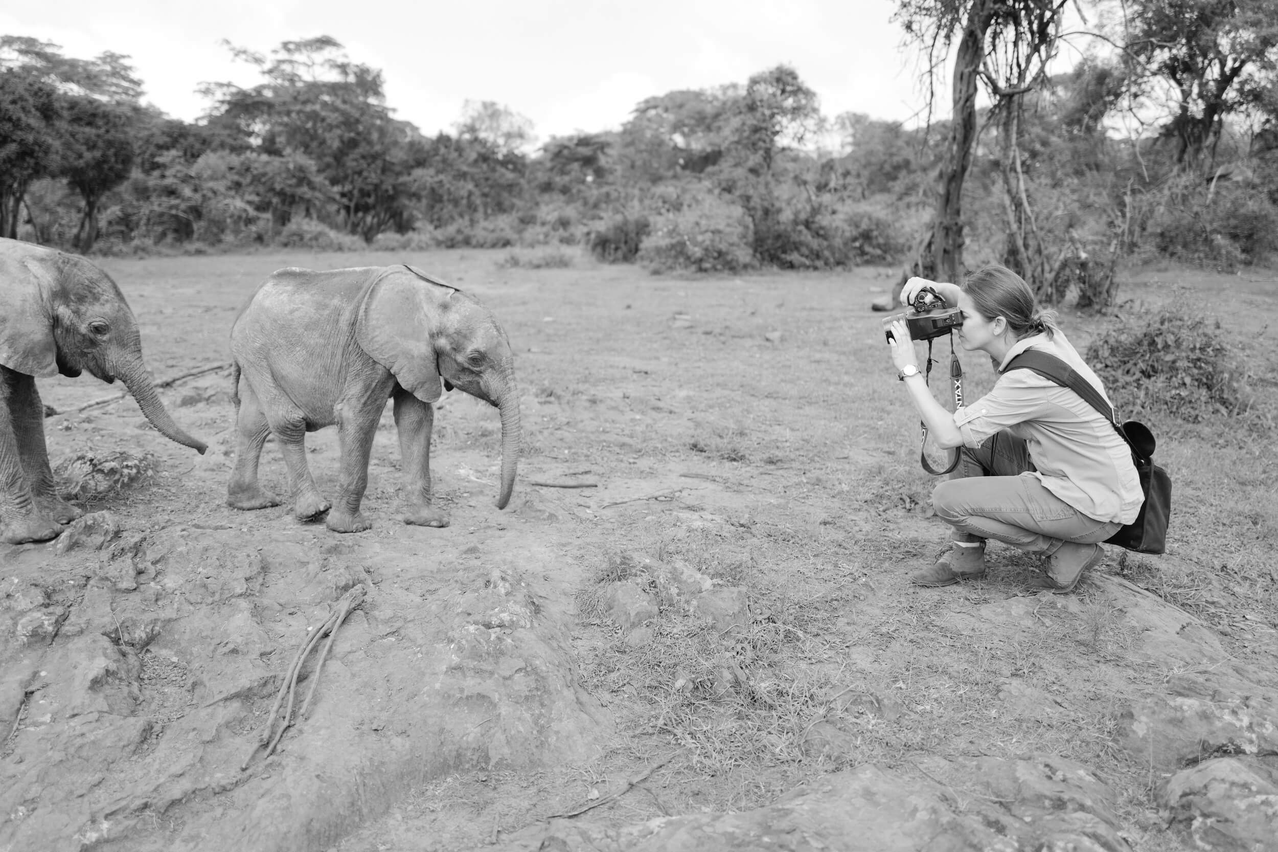 KT Merry photographs baby elephants