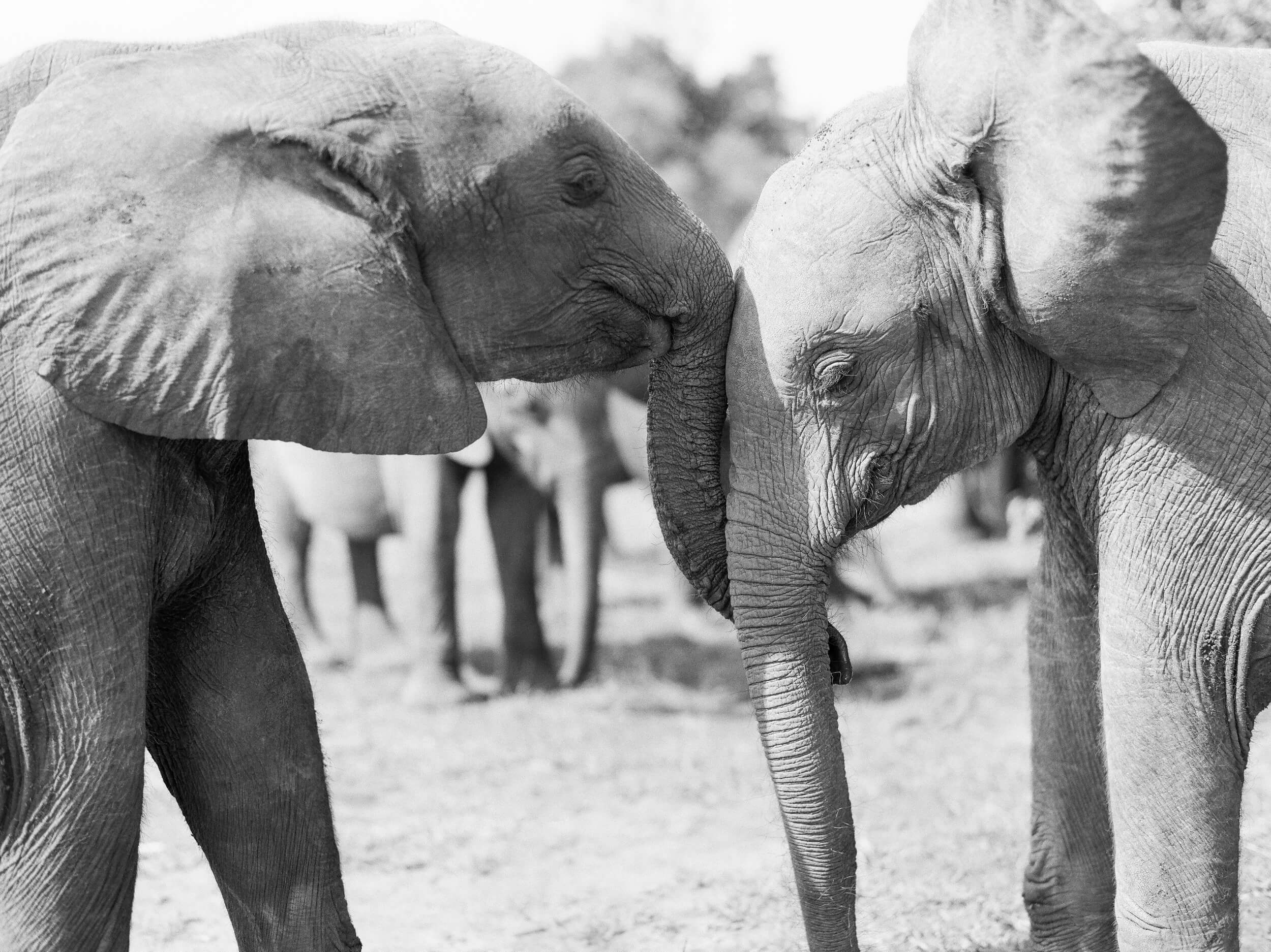 elephants cuddle each other