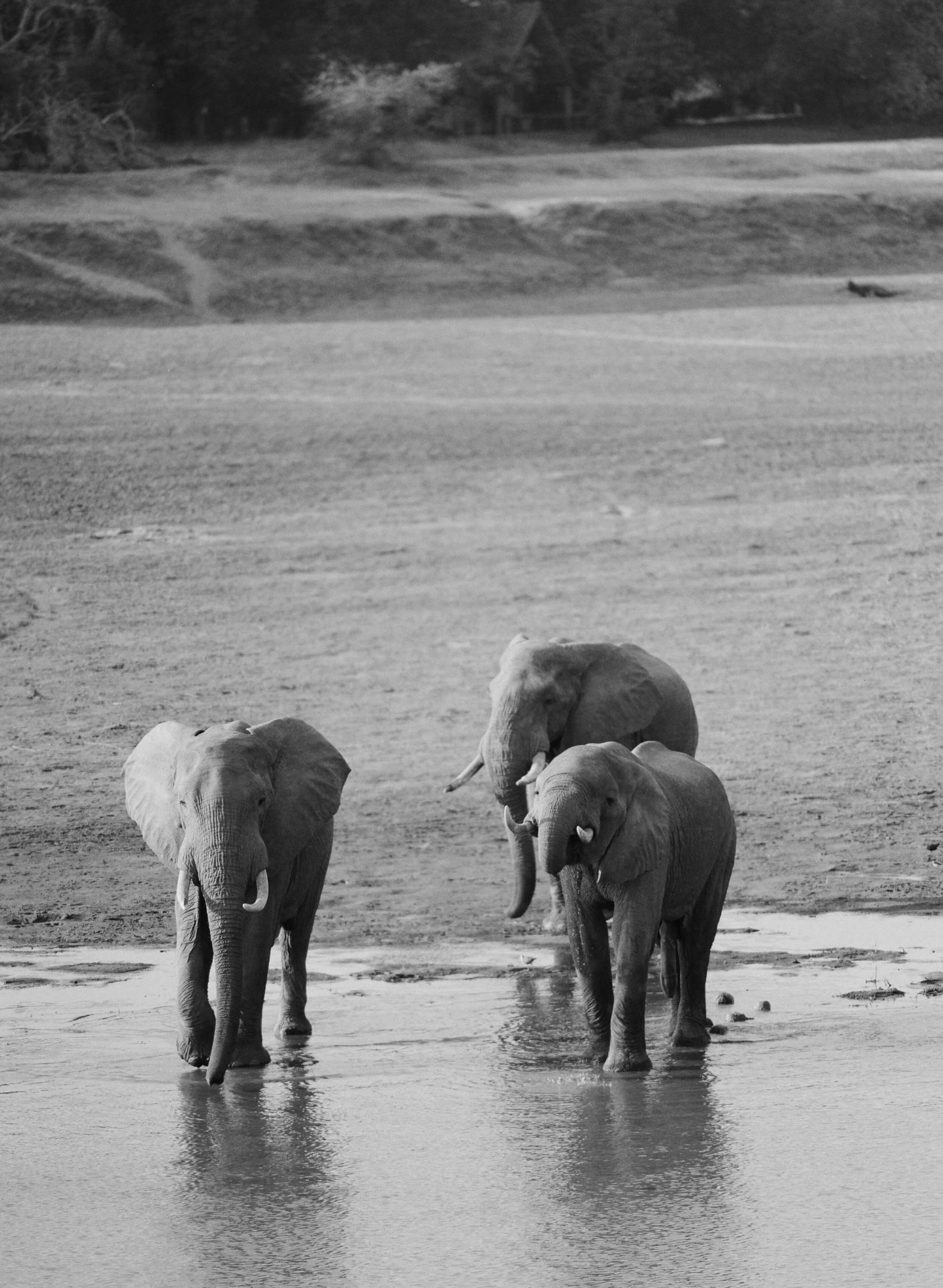 time and tide safari