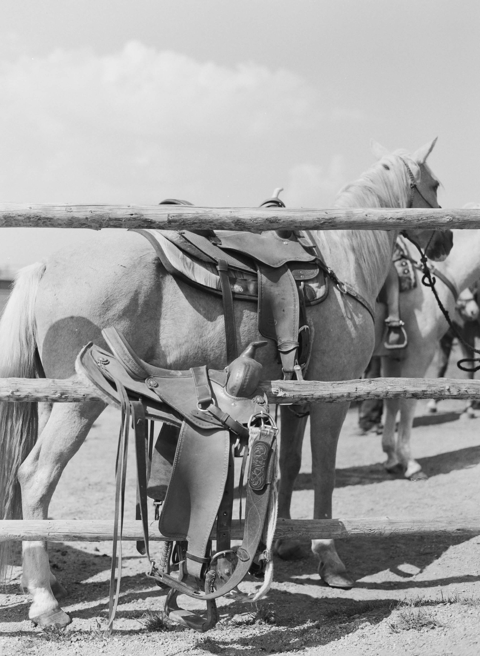 Horse wearing saddle