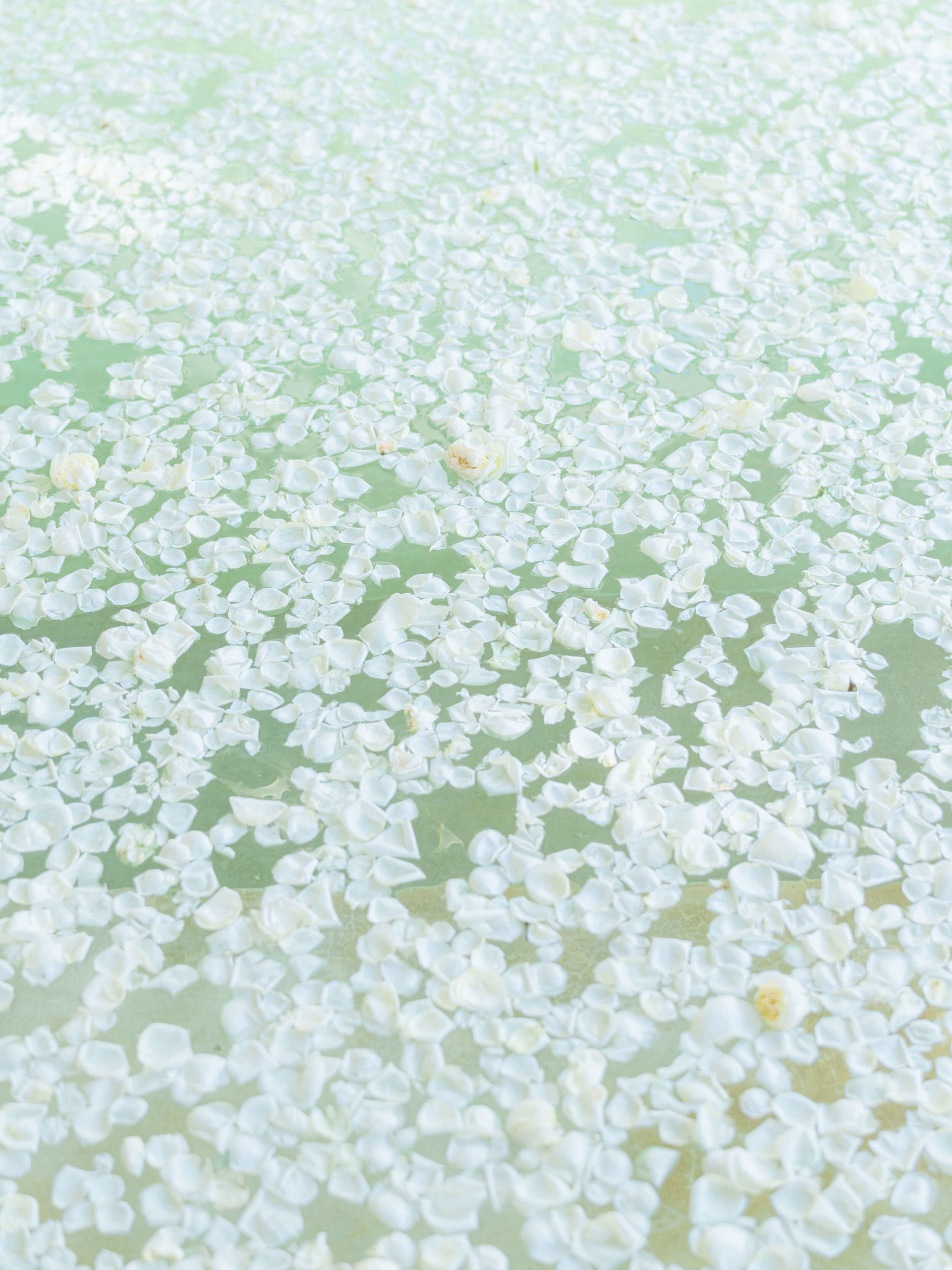 White petals floating on the water
