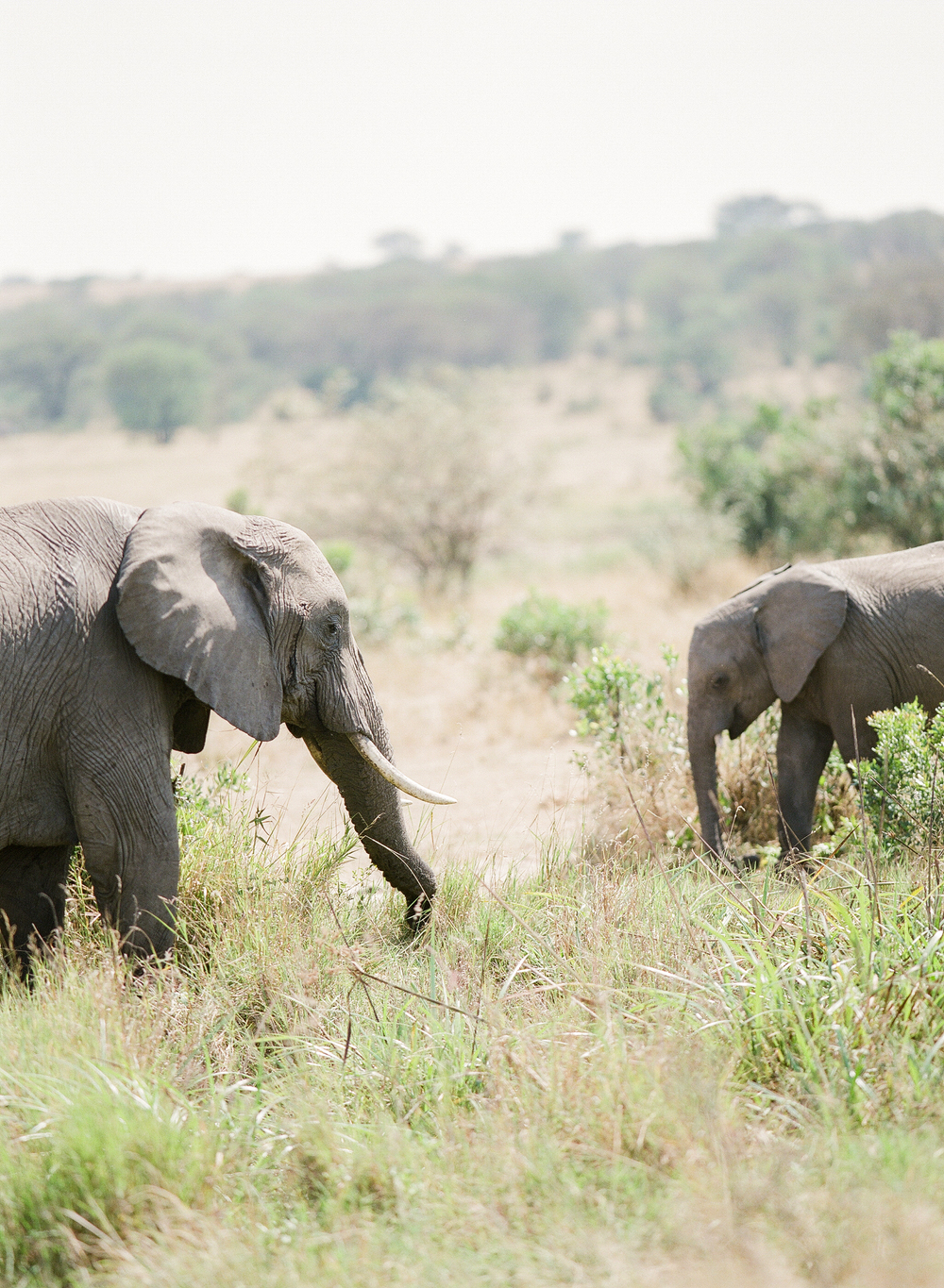 Elephants in Africa